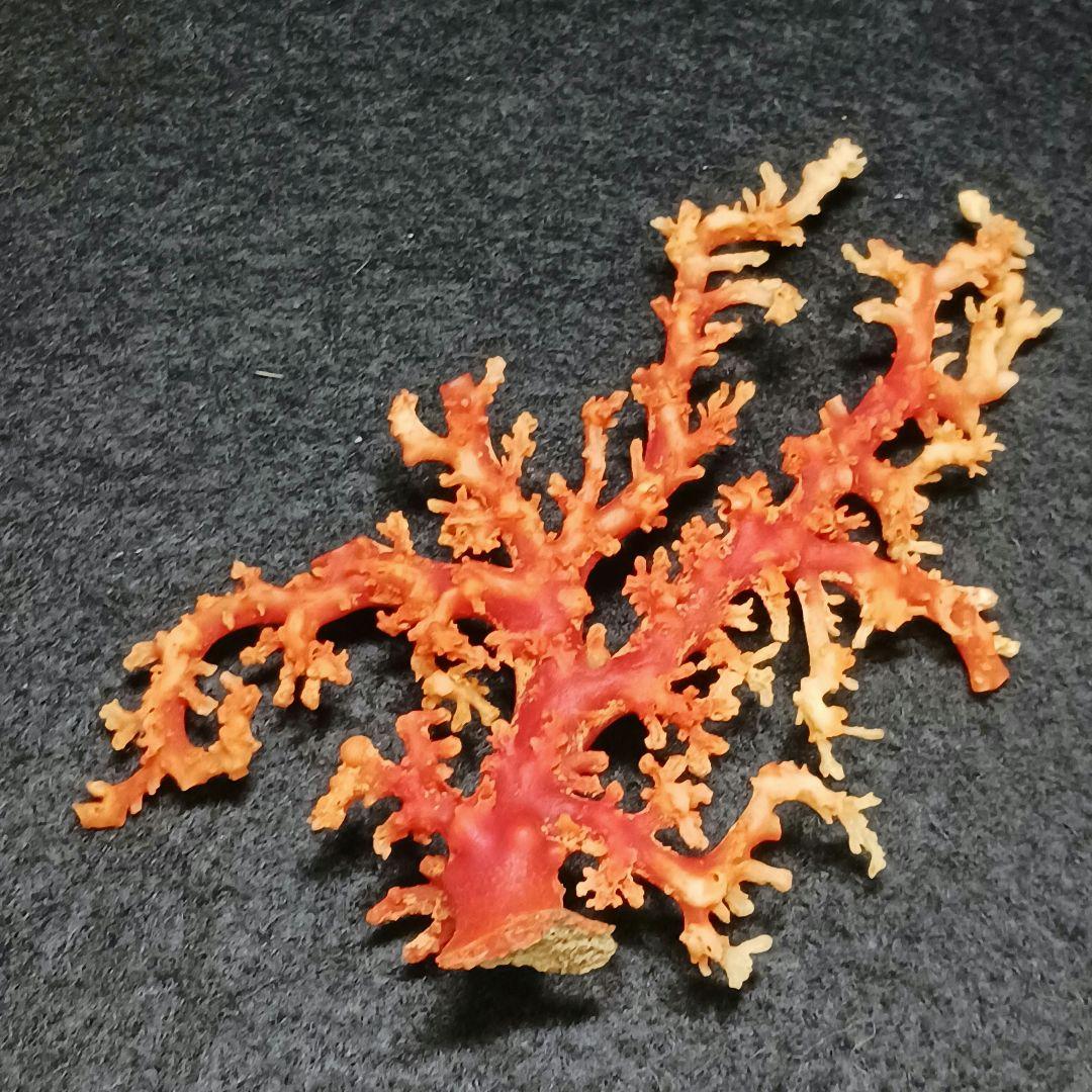 Y2678-1 国産赤珊瑚原木 血赤珊瑚 総重量28.7g 太軸