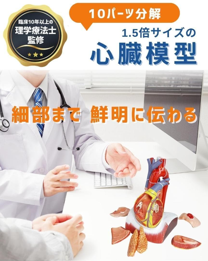 ⭐️新品 KIYOMARU 心臓模型 1.5倍大 10パーツ分解 医療 教育用途