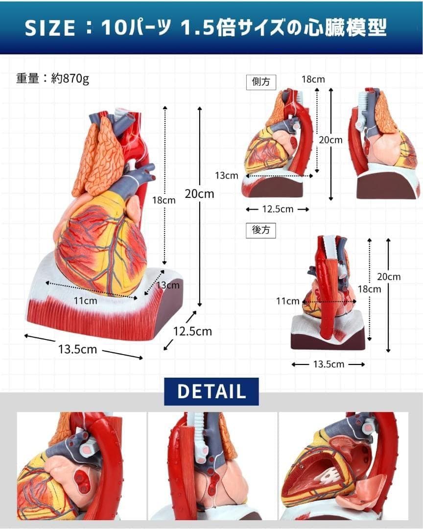 ⭐️新品 KIYOMARU 心臓模型 1.5倍大 10パーツ分解 医療 教育用途