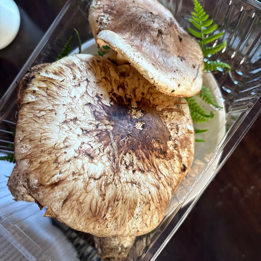 【訳あり】松茸　320g 信州長野県産