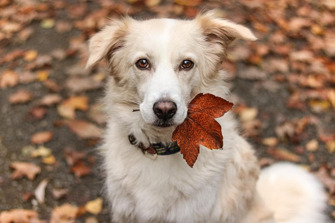 Etna Azul スペイン製 高級犬用リード（小型犬　中型犬）