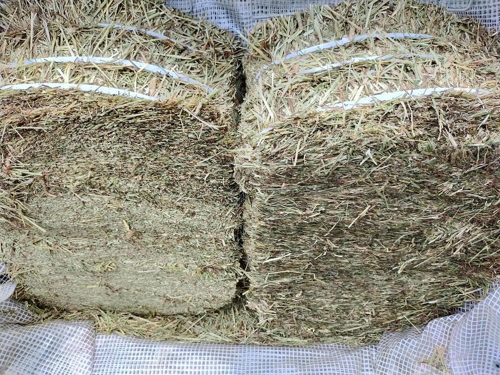 カナダ産 チモシー 60kg スーパープレミアム １番刈り