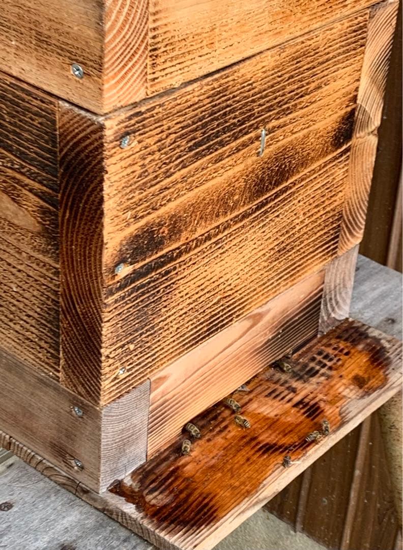 【あられ様確認用】日本ミツバチの蜂蜜 1000g×２瓶