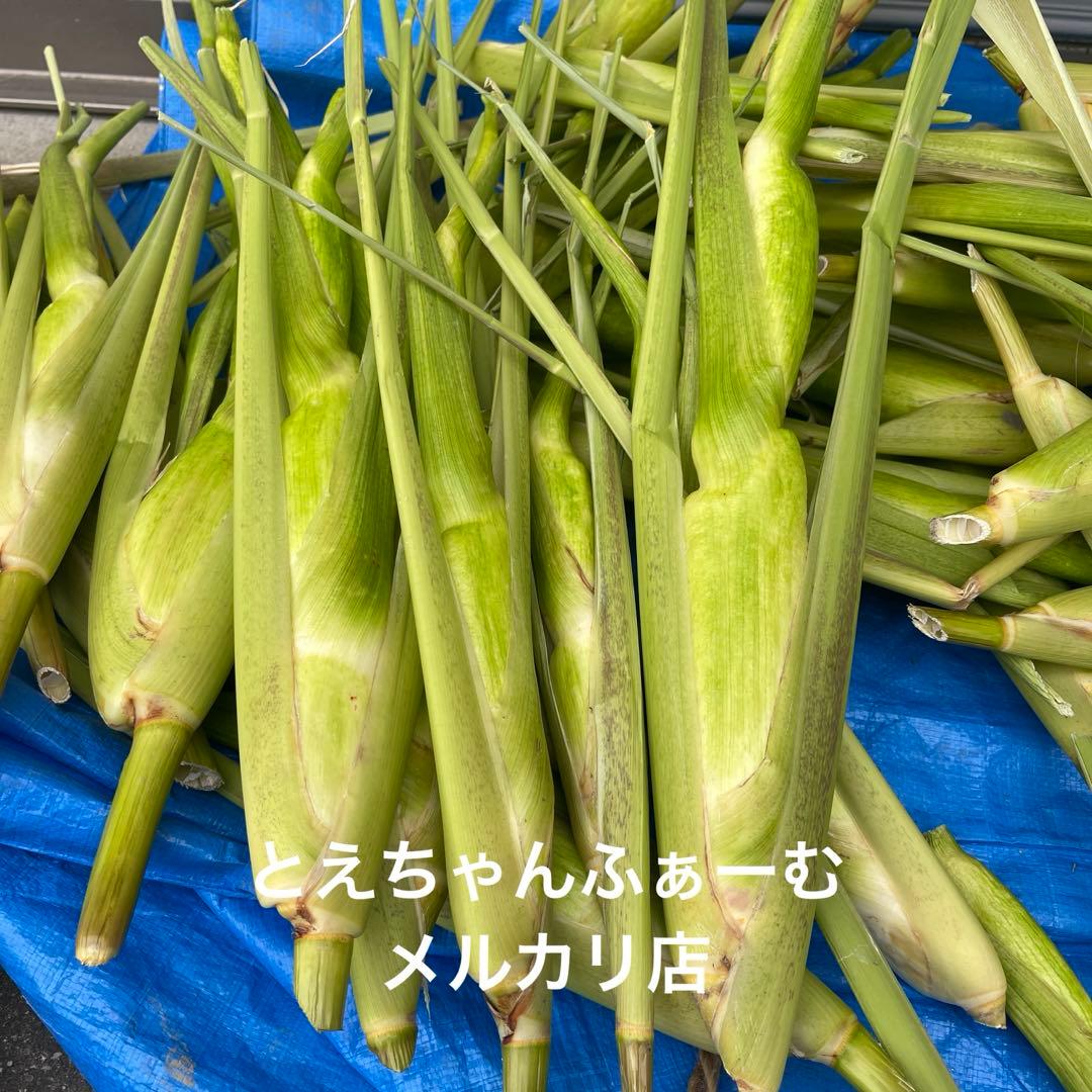 【本日限定】おつとめ品 マコモダケ宅急便80 約4〜5kg 愛知県産 自然農