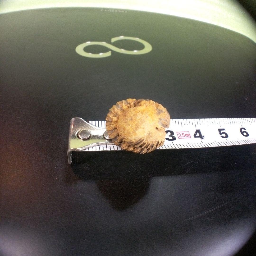 三葉虫　化石　fossil　ボリビア産　trilobite　Bolivia化石⑩