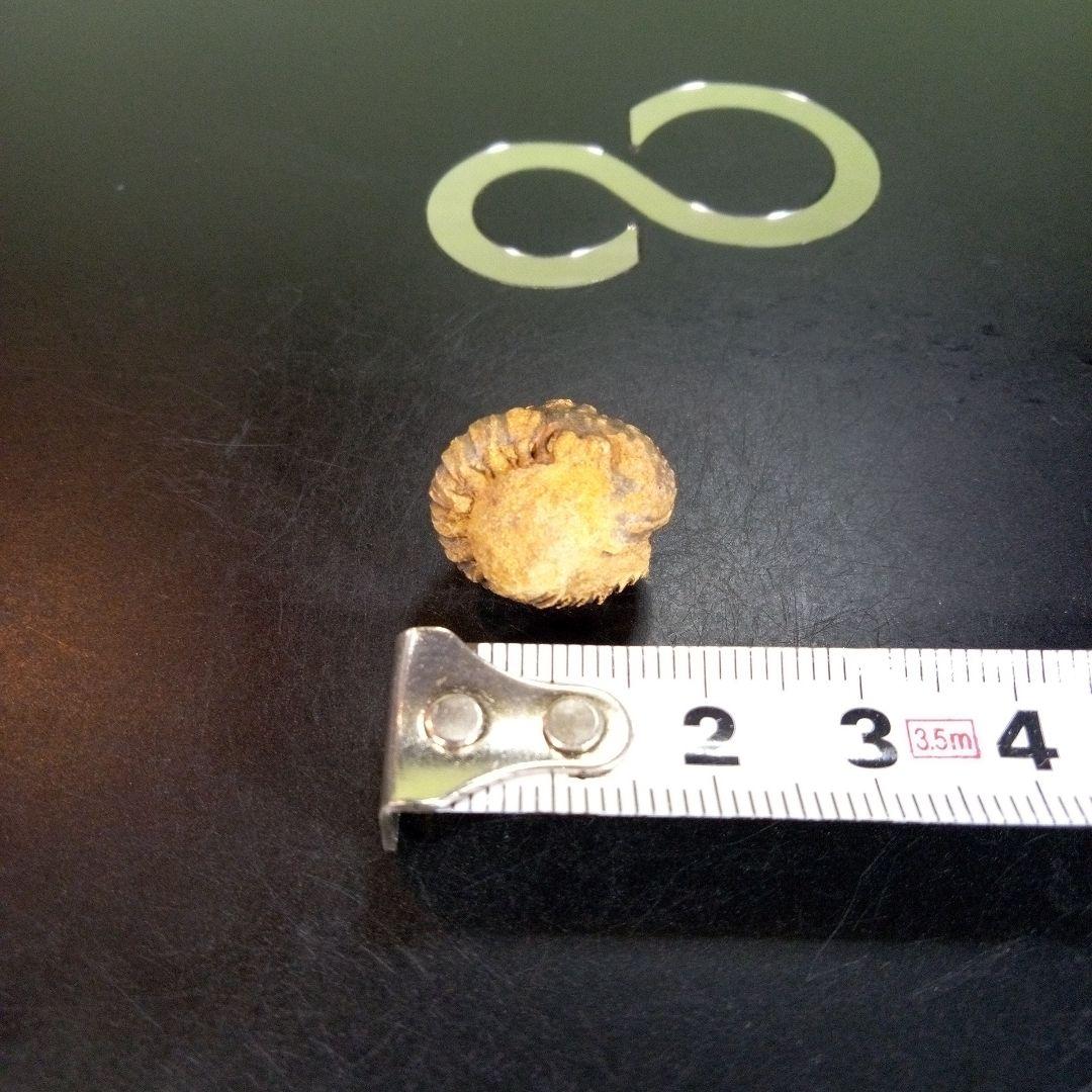 三葉虫　化石　fossil　ボリビア産　trilobite　Bolivia化石⑩