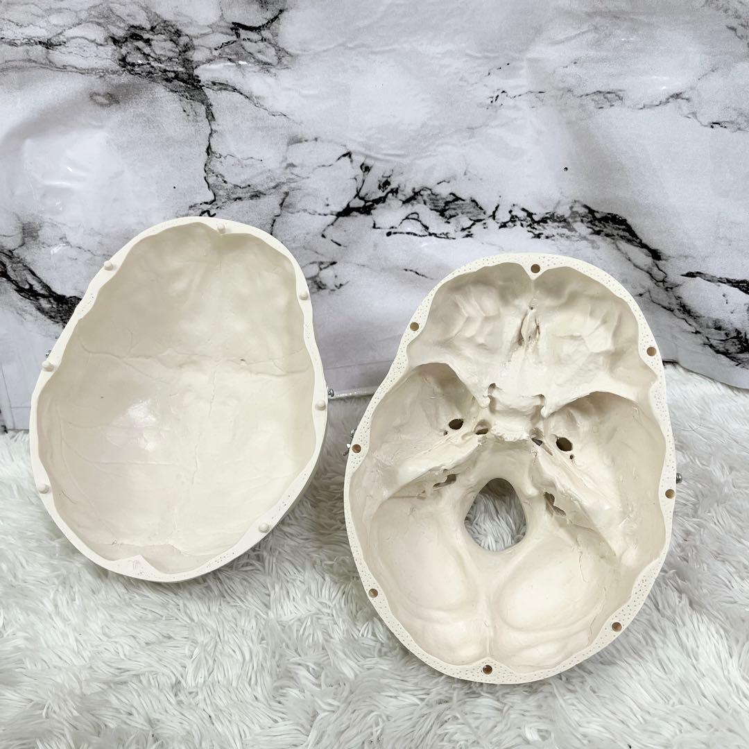 3B Scientific GmbH 頭蓋骨 模型 医学 骨標本 ドイツ製