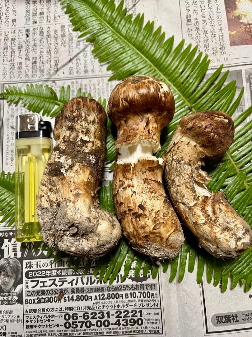 【大阪泉州産】天然松茸「ちょっとブサイクちゃん」3本130g国産