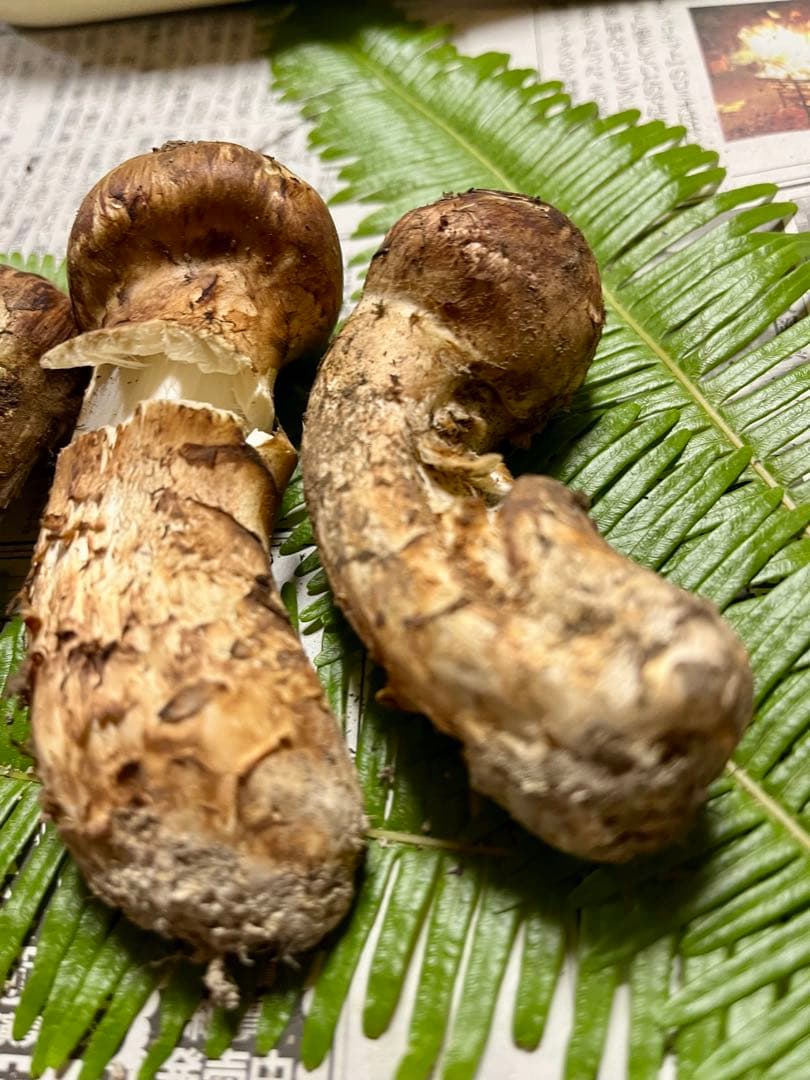 【大阪泉州産】天然松茸「ちょっとブサイクちゃん」3本130g国産