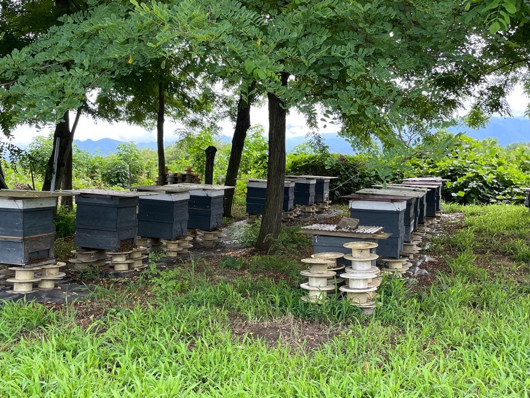 国産〈信州産〉天然はちみつ　【アカシアはちみつ】2025年新蜜　300g✖️6個