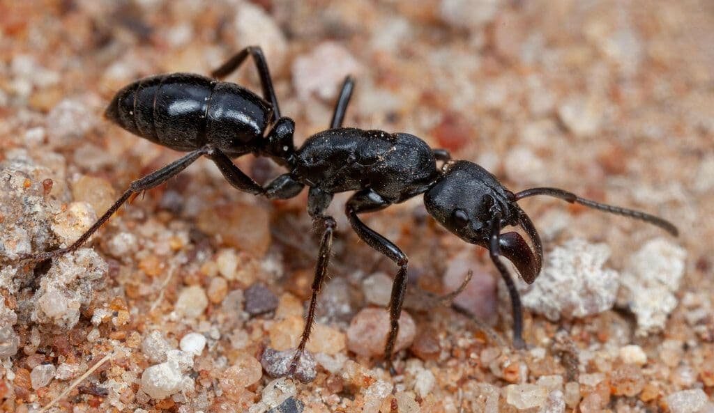 昆虫標本 未展脚標本 アフリカ産 タルサトゥスフトハリアリ 悪臭アリ 女王蟻