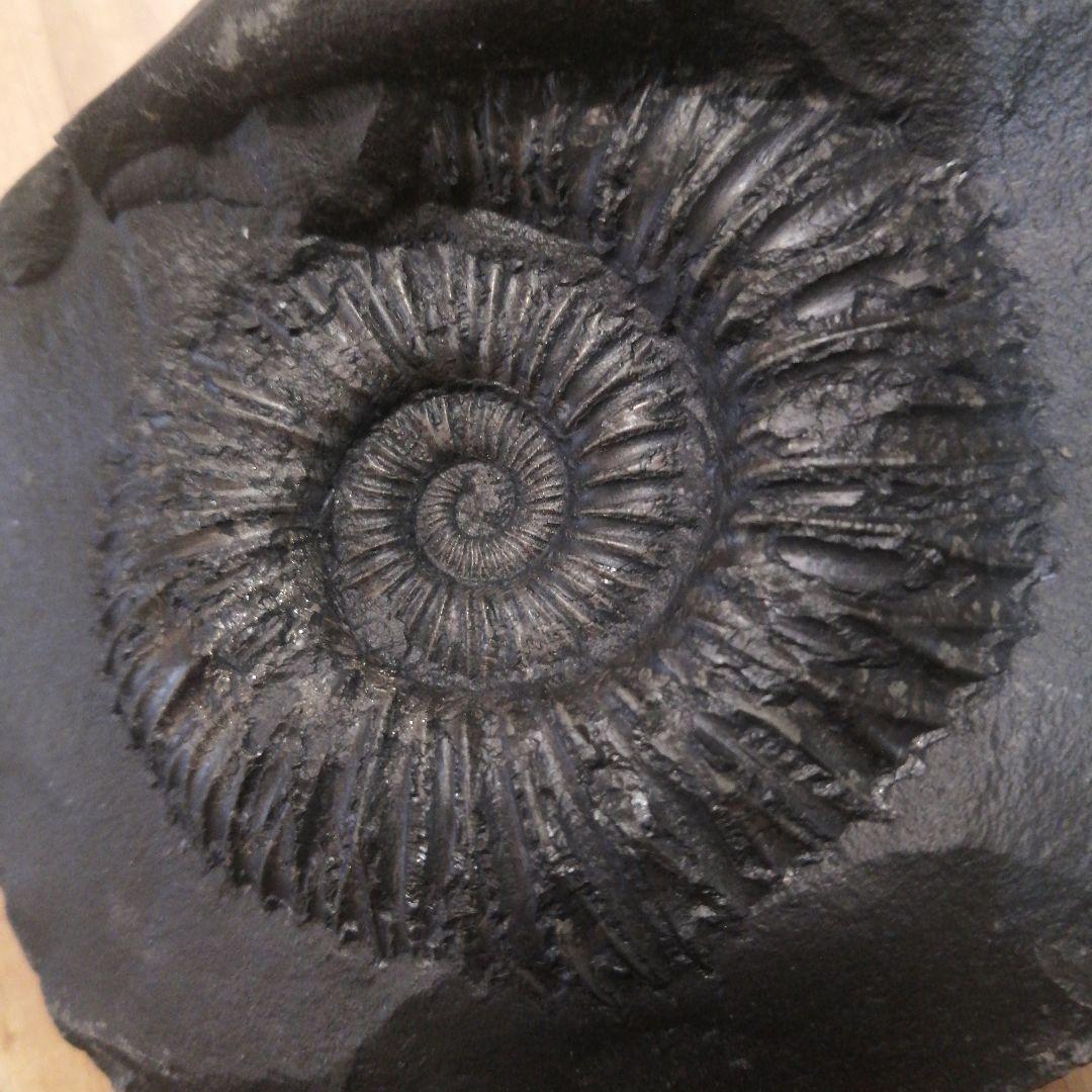#671 黒いアンモナイト化石 上下セットネパール ヒマラヤ標高3800m