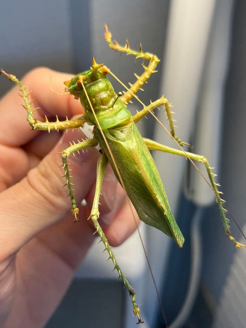 【色残抜群】トゲアクマツユムシ リオック 直翅類 カマキリ マンティス　標本