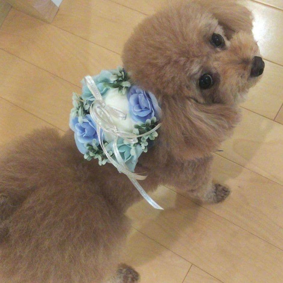 リングドッグオーダー専用ページ