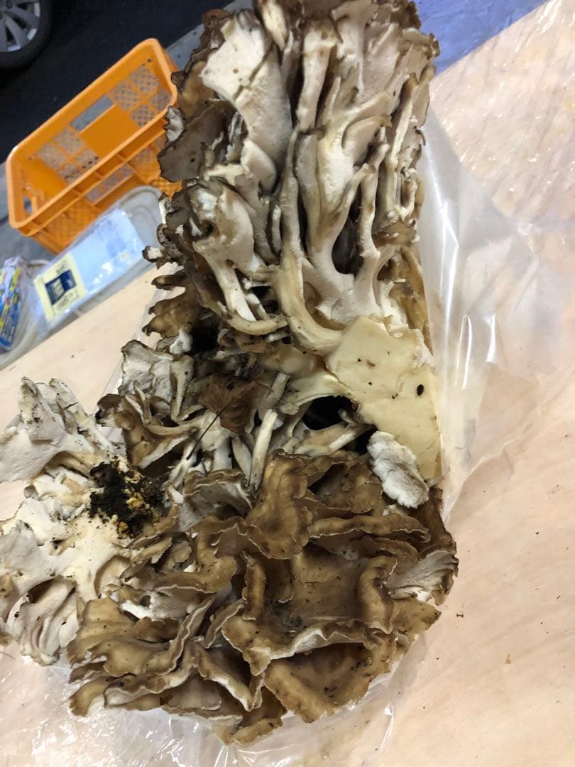 秋田県産　舞茸　マイタケ　まいたけ　本日のみ　2.8kg 10月21日