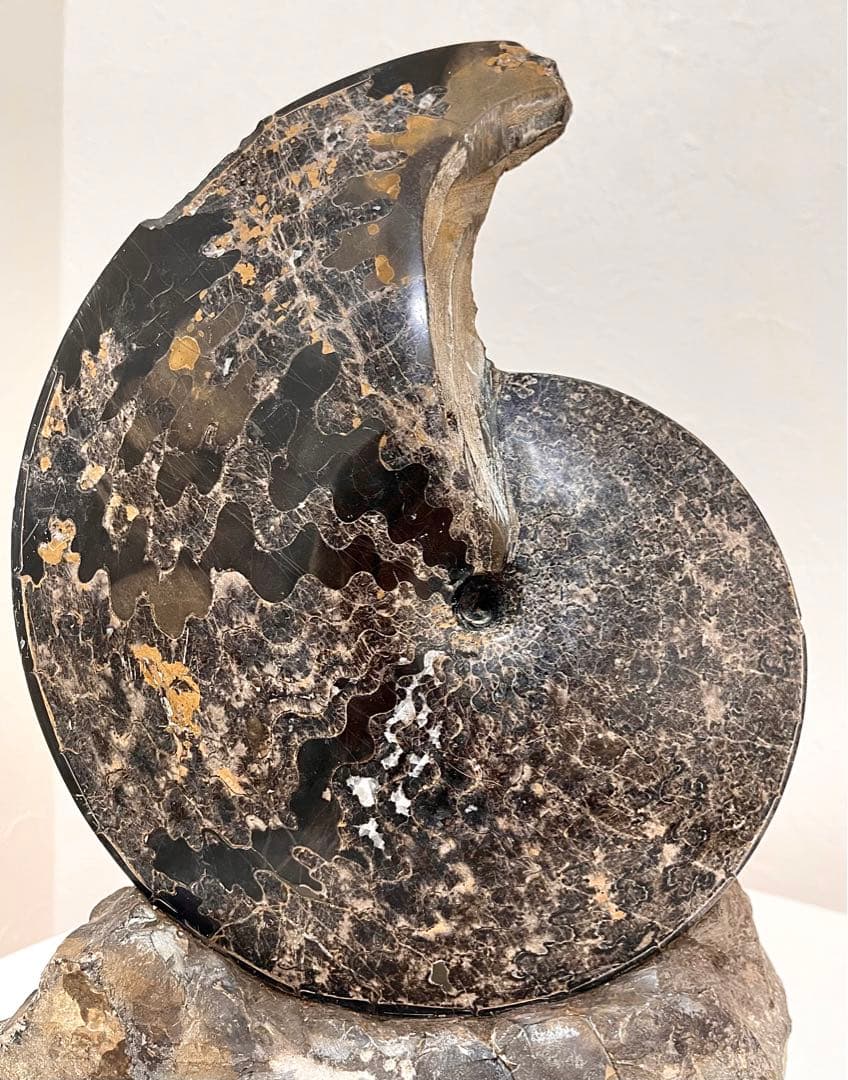 アンモナイト 化石 メキシコ産 大型 5.7kg 貴重 海外持出禁止◆入手困難