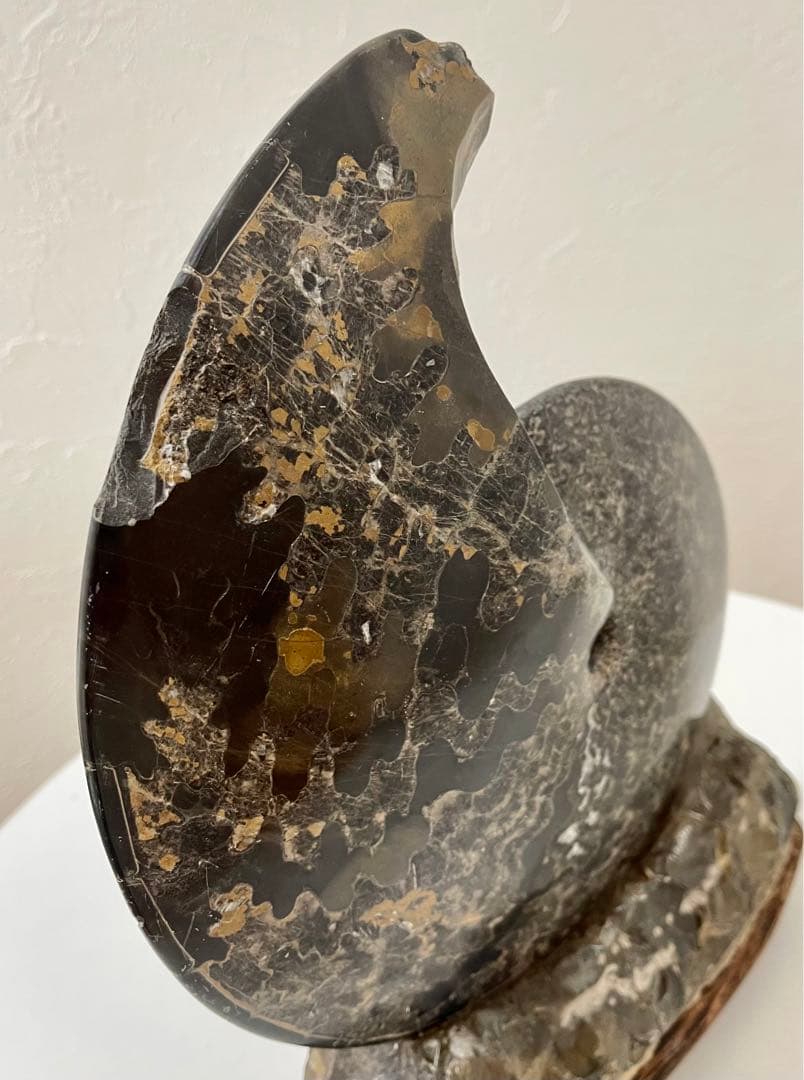 アンモナイト 化石 メキシコ産 大型 5.7kg 貴重 海外持出禁止◆入手困難