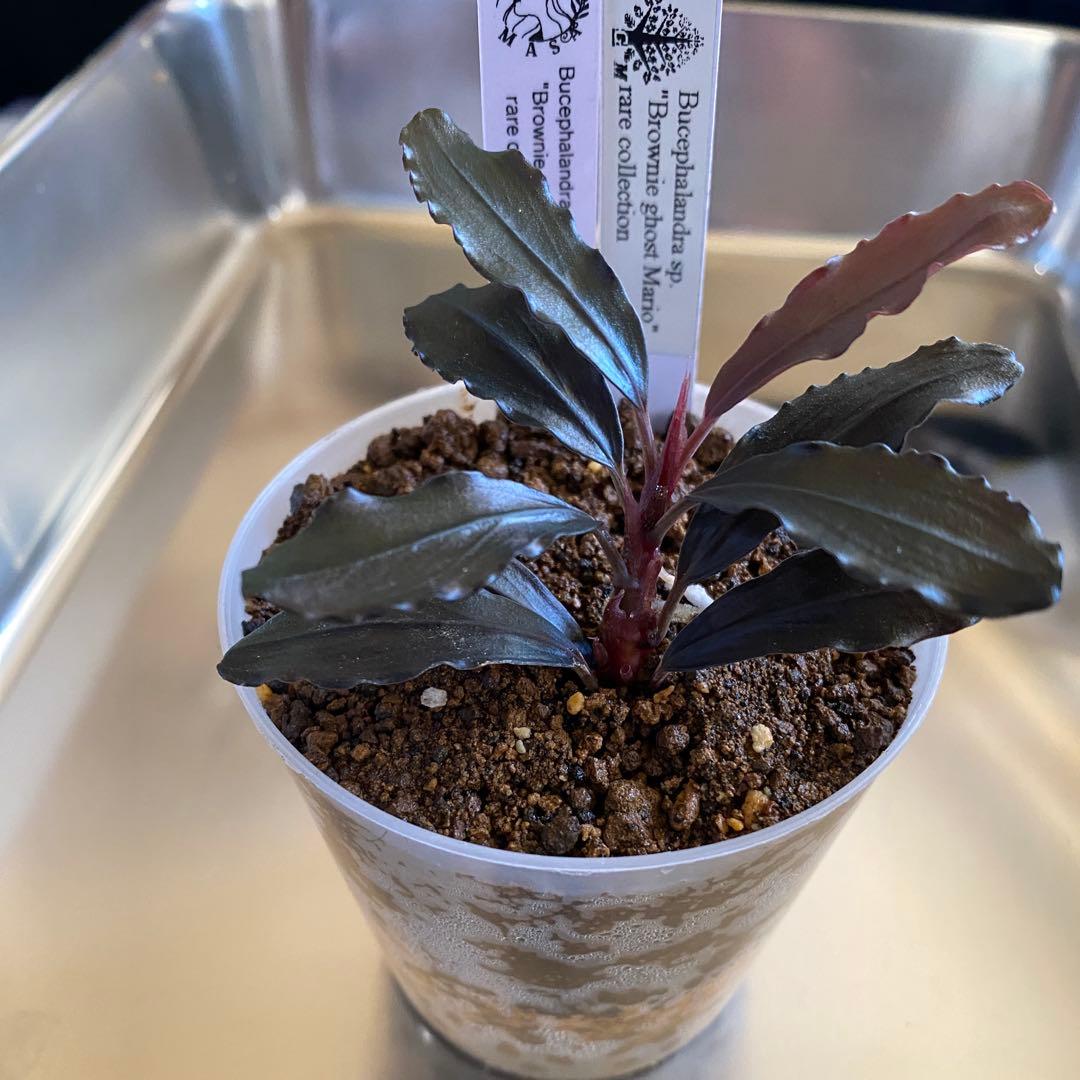 水草 Bucephalandra sp. Brownie ghost Mario