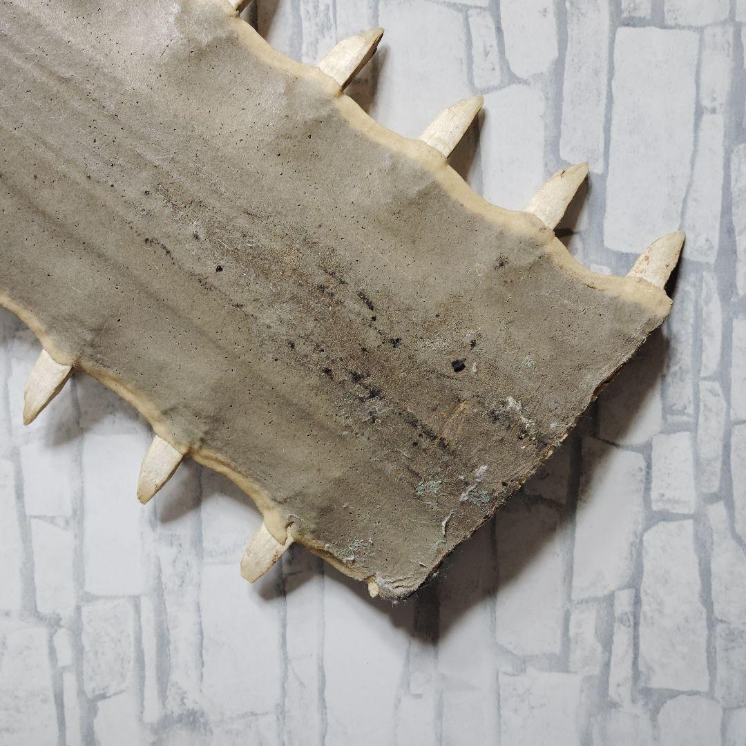 ​【超希少・特大80cm】ノコギリギス 吻 剥製 ブラジル ノコギリザメ 天然物