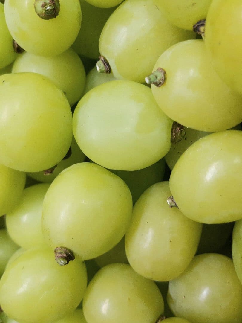 完熟多めシャインマスカット徳用5.5キロ入りの粒バック入りになります。