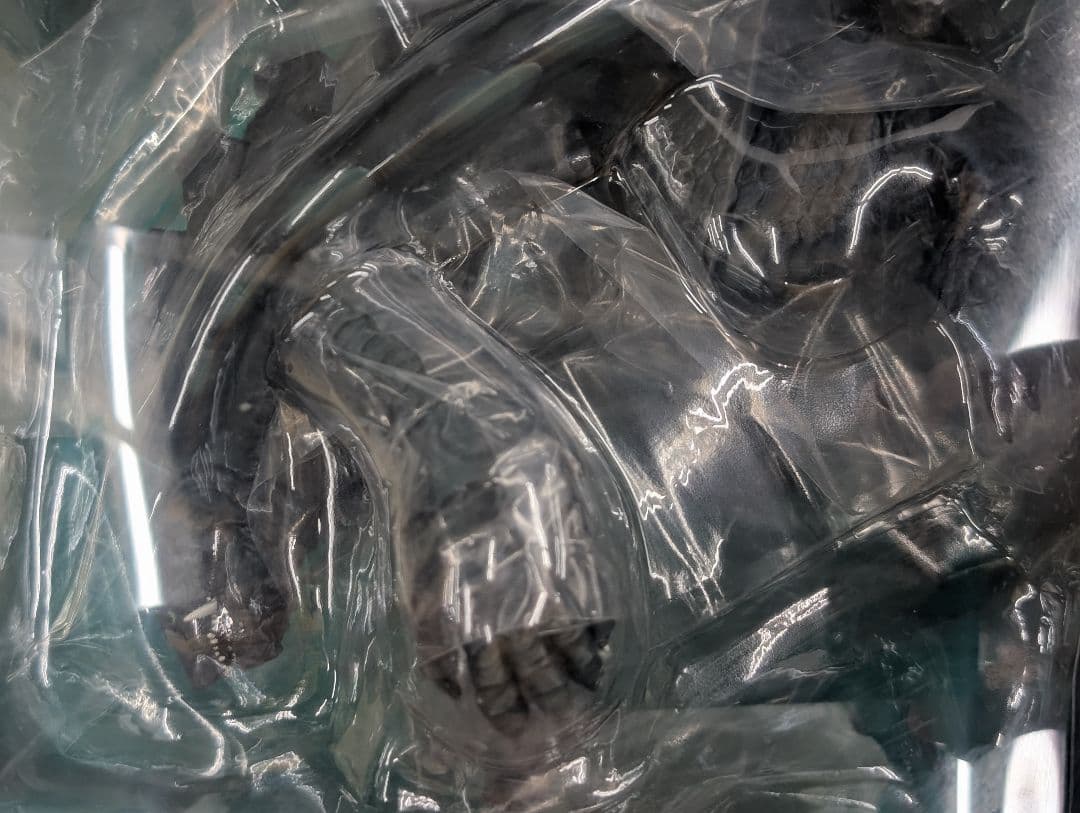 SHモンスターアーツ。ガメラ2023。