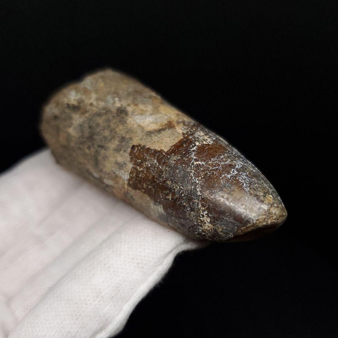 巨大ワニ サルコスクス 歯 化石 ニジェール産 75.87mm  fr138