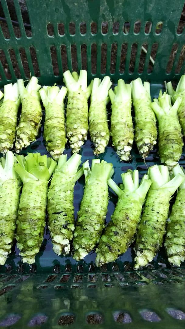 伊豆天城産山葵市場規格500グラム