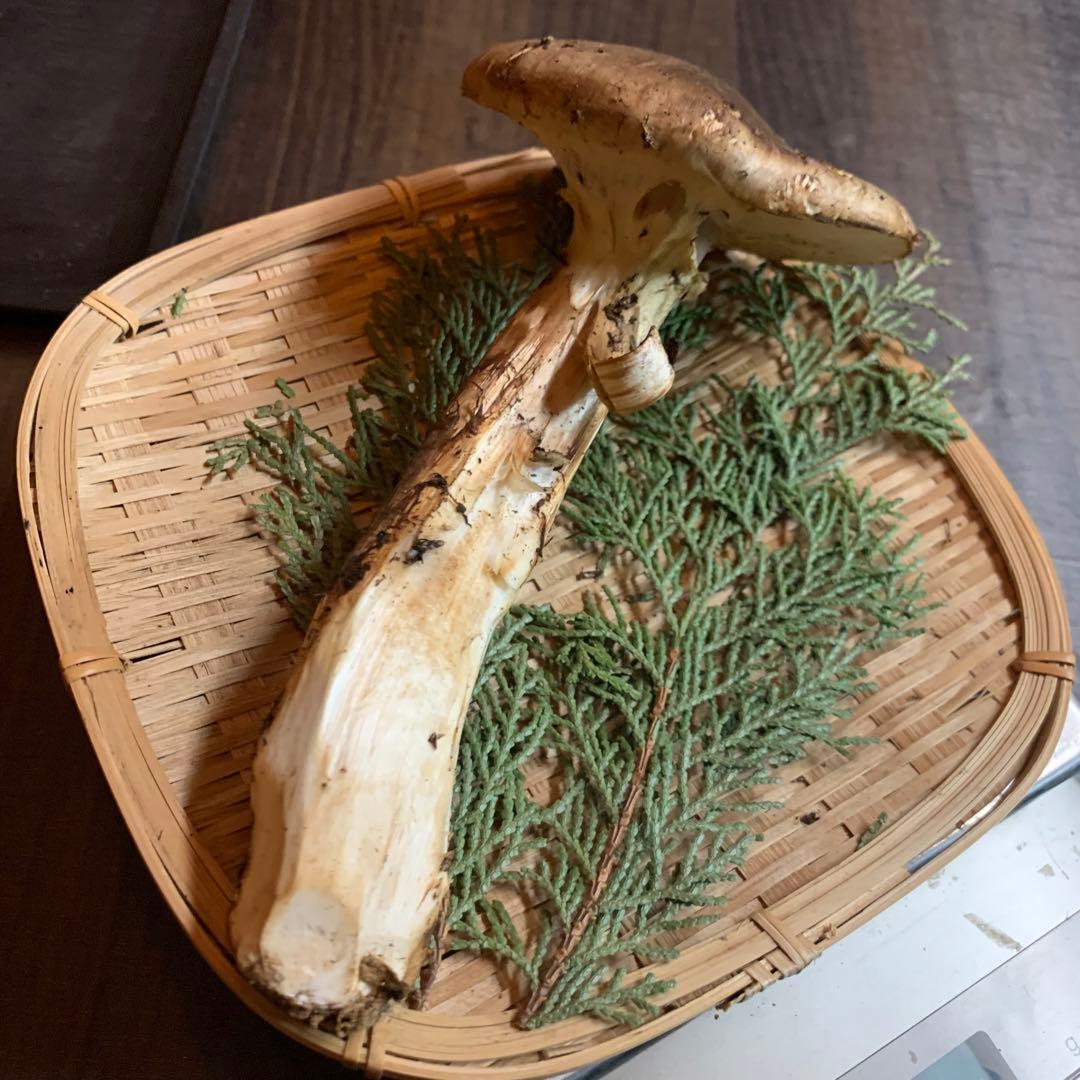 ②③④【岩手県産天然松茸】収穫最終　国産本場　訳あり開き　採れたて　産地直送