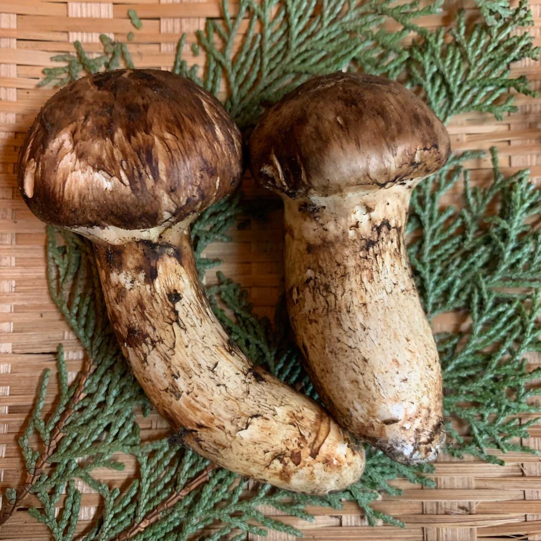 ②③④【岩手県産天然松茸】収穫最終　国産本場　訳あり開き　採れたて　産地直送