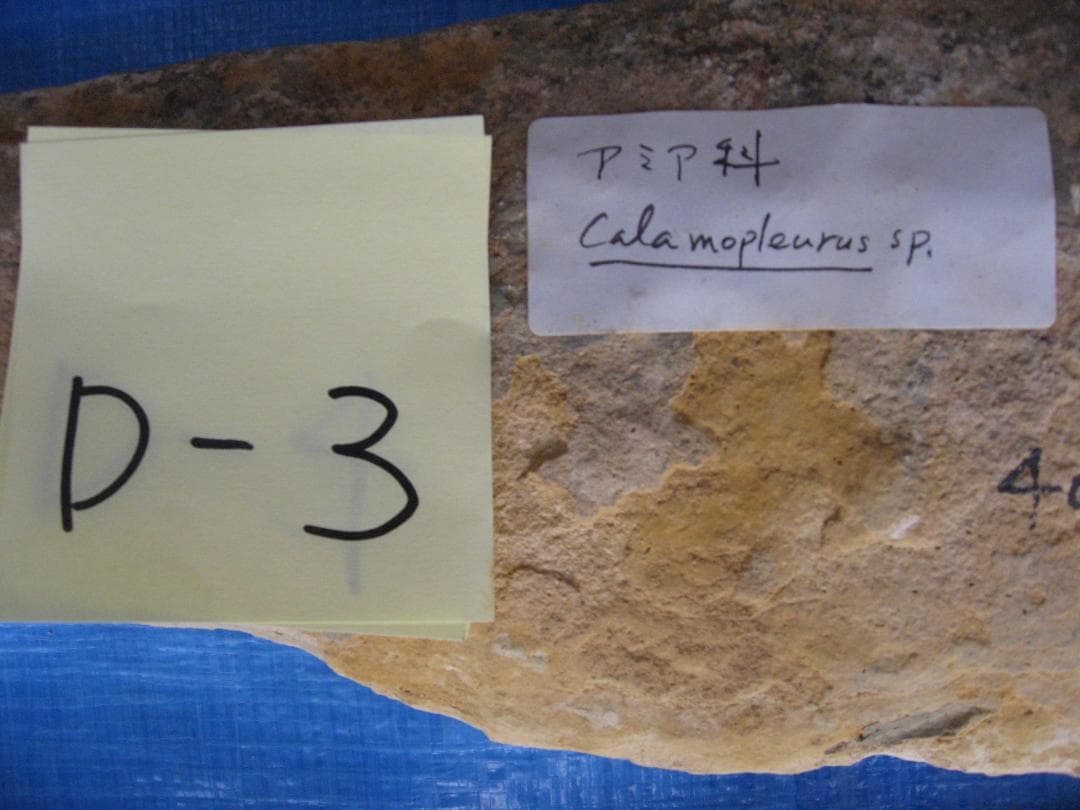 化石　D-3