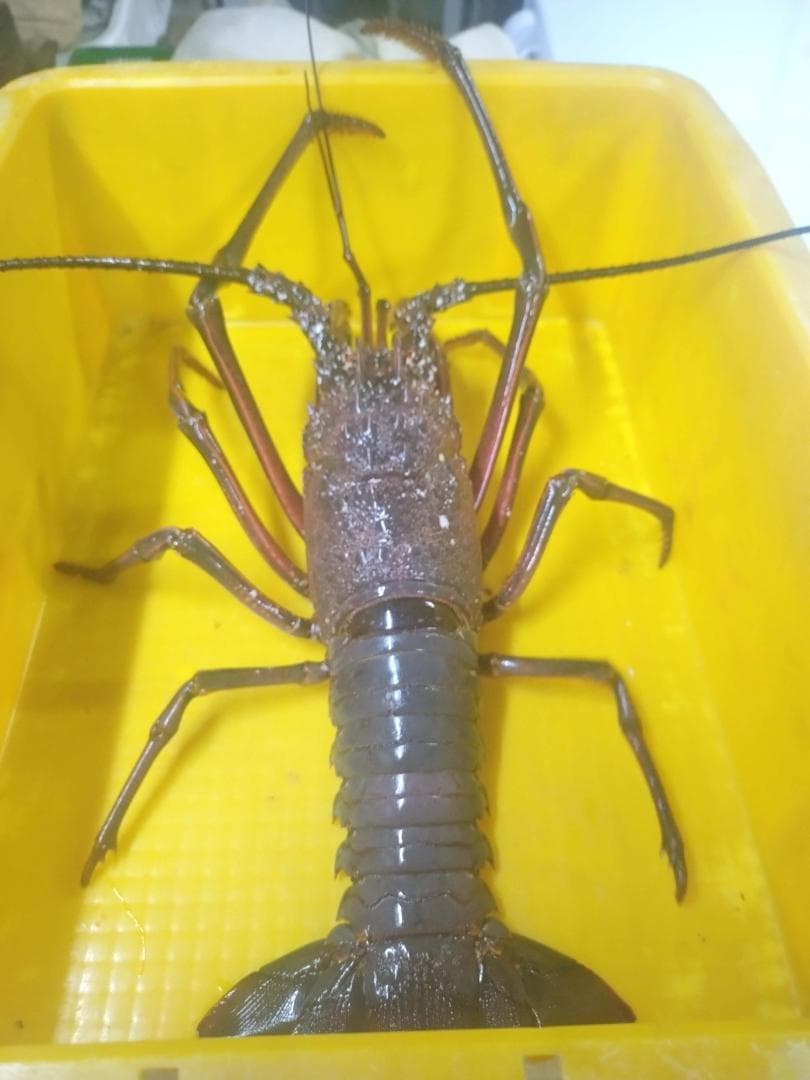 和歌山県産 活　伊勢海老　1キロ