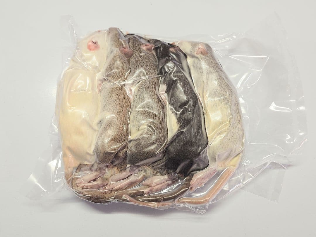 冷凍ラット 250~300g 30匹