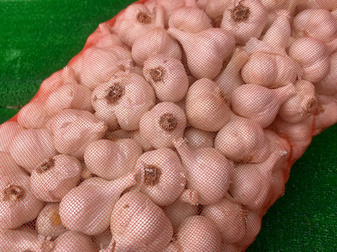 特価品！　Sサイズ　10kg 青森産 乾燥にんにく 福地ホワイト六片 ニンニク