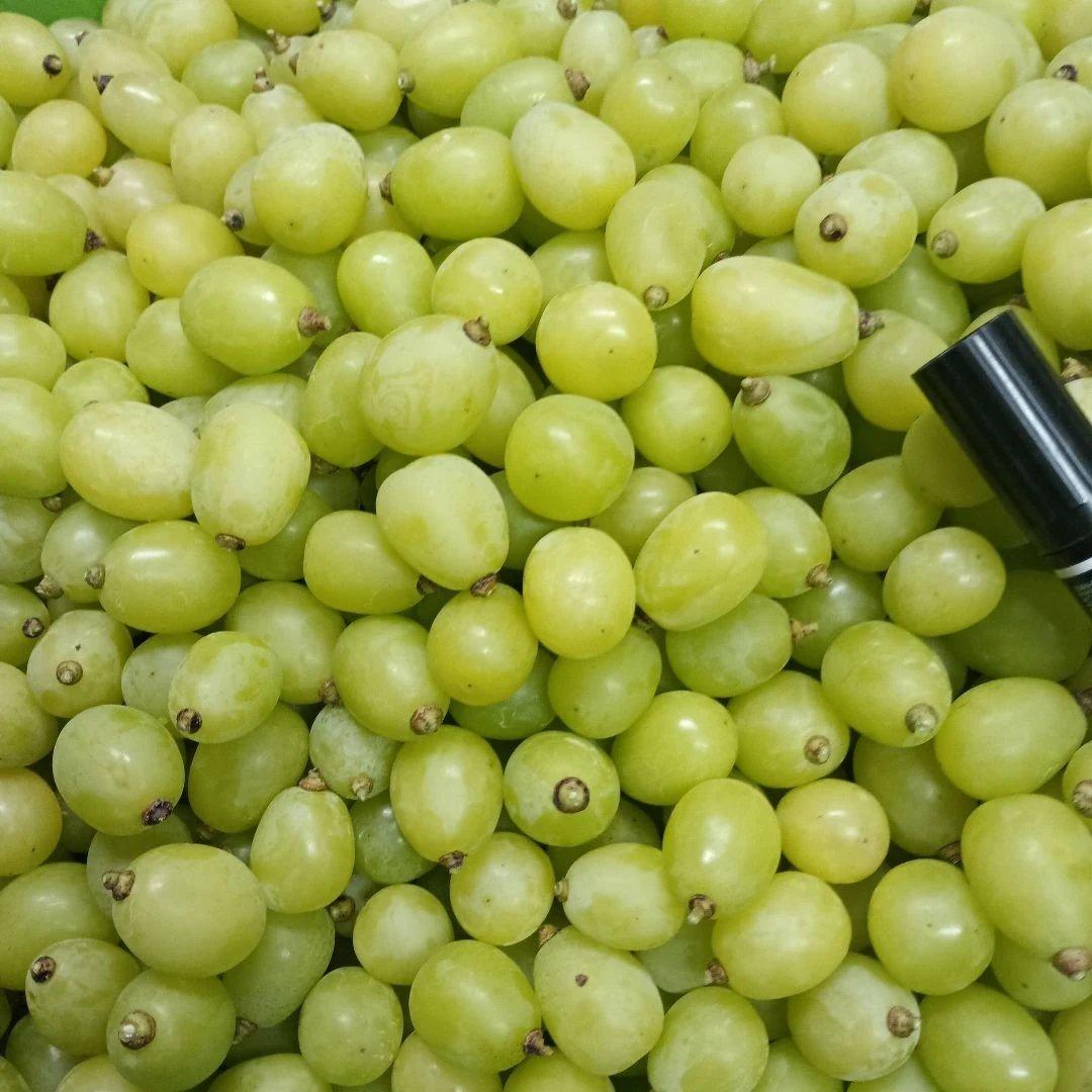 完熟多めシャインマスカット家庭用訳有り品