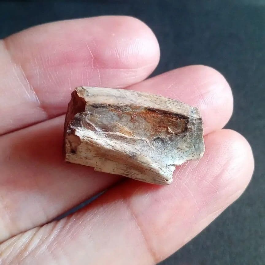 恐竜　化石　骨格　標本　アメリカ獣脚類　ティラノサウルス類　26mm