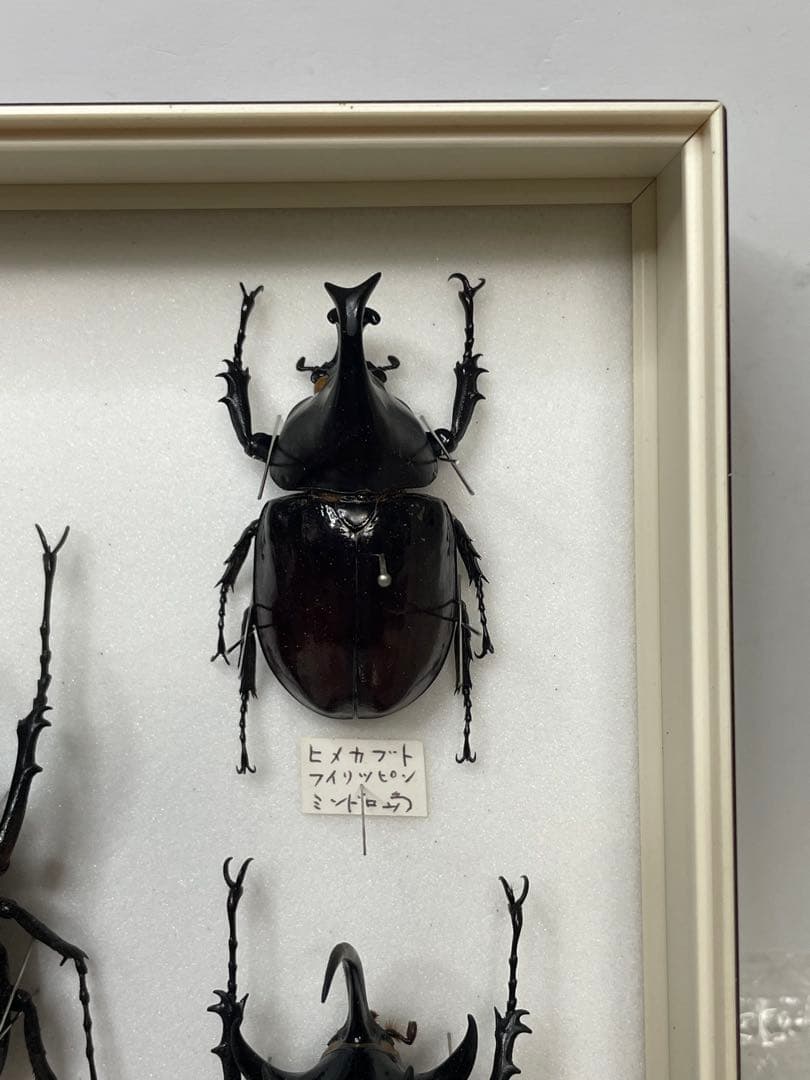 標本 名蝶社 カブトムシ クワガタ 3種 標本ケース入り
