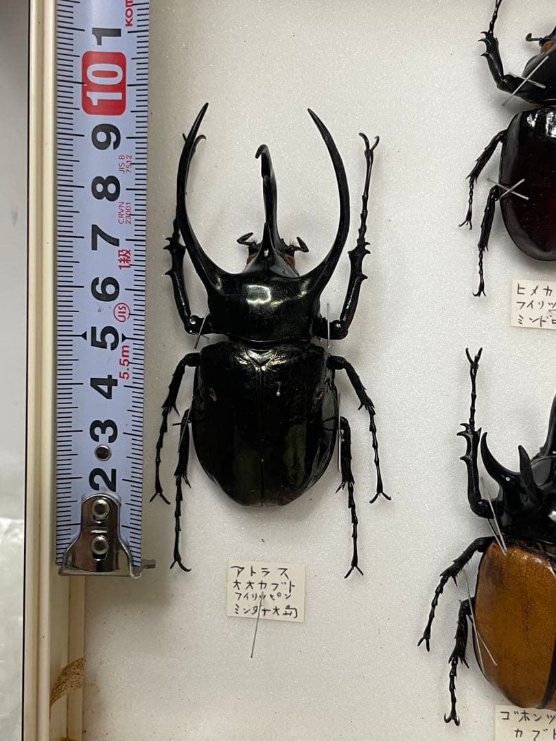 標本 名蝶社 カブトムシ クワガタ 3種 標本ケース入り