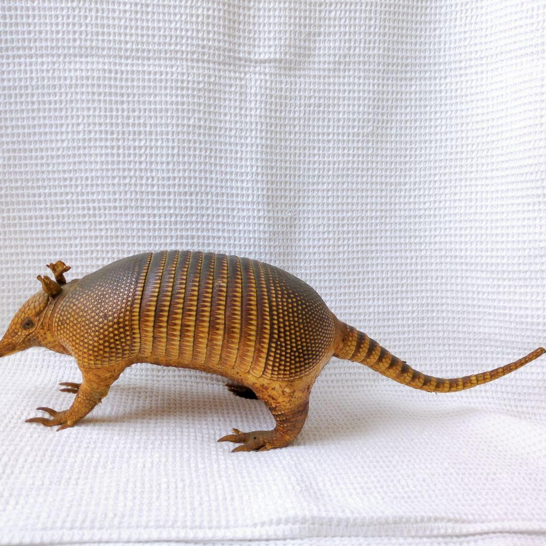 アルマジロ 剥製