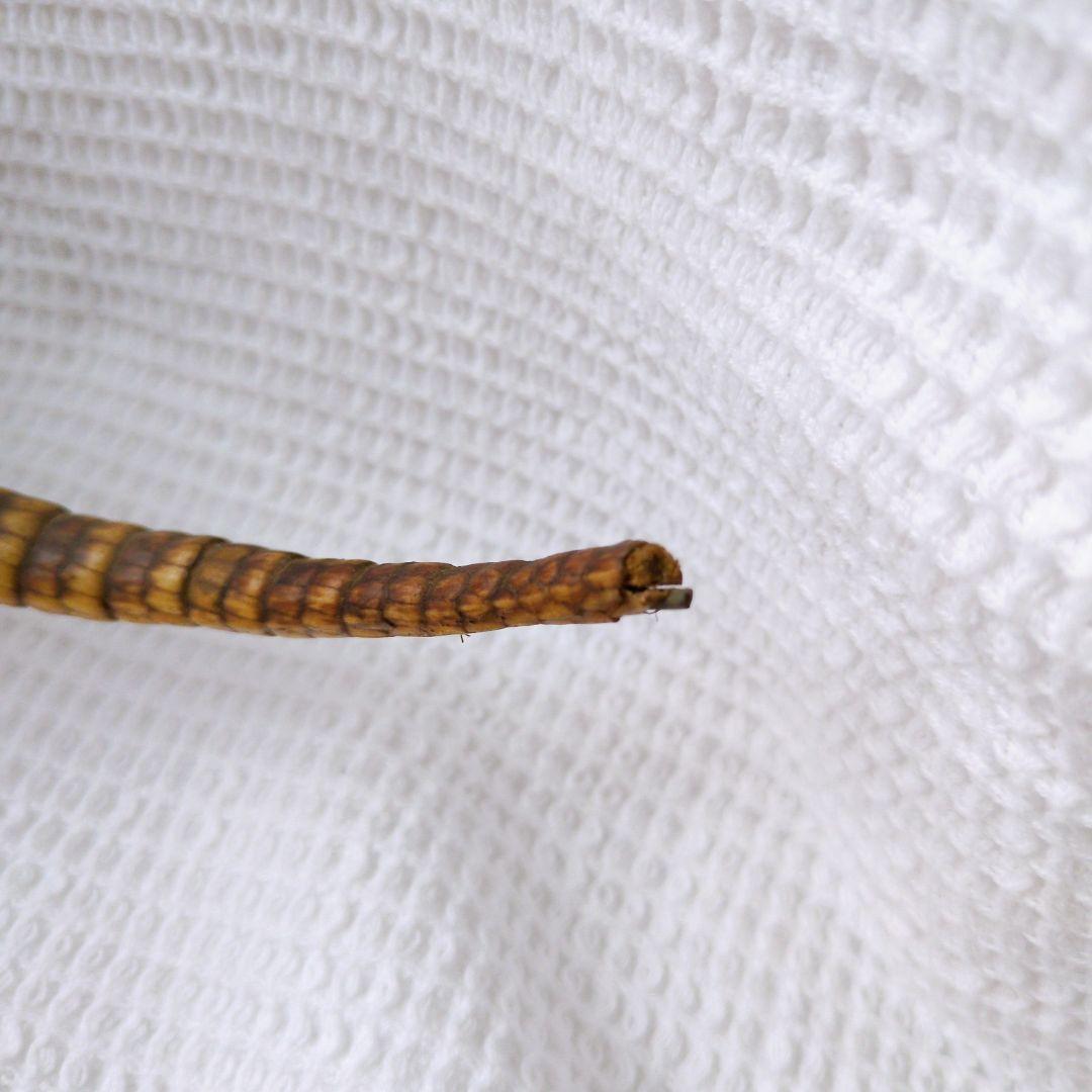 アルマジロ 剥製