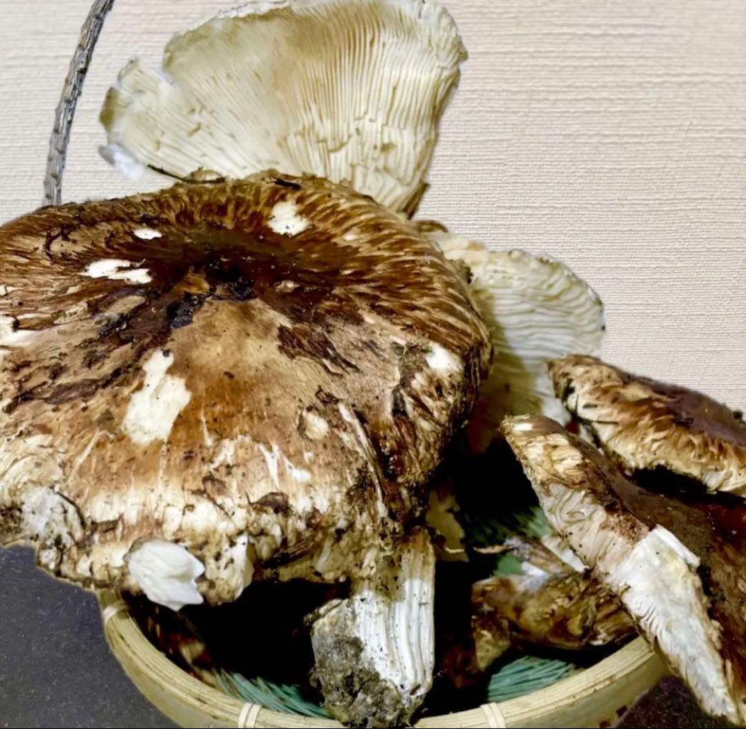 【大人気‼︎ 訳あり特価‼︎ 傘大量600g】 本日採れ‼︎ 松茸◆クール便発送◆