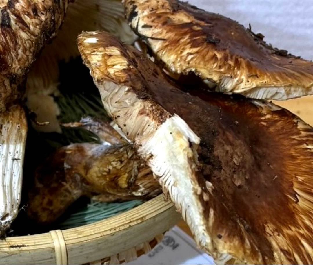 【大人気‼︎ 訳あり特価‼︎ 傘大量600g】 本日採れ‼︎ 松茸◆クール便発送◆