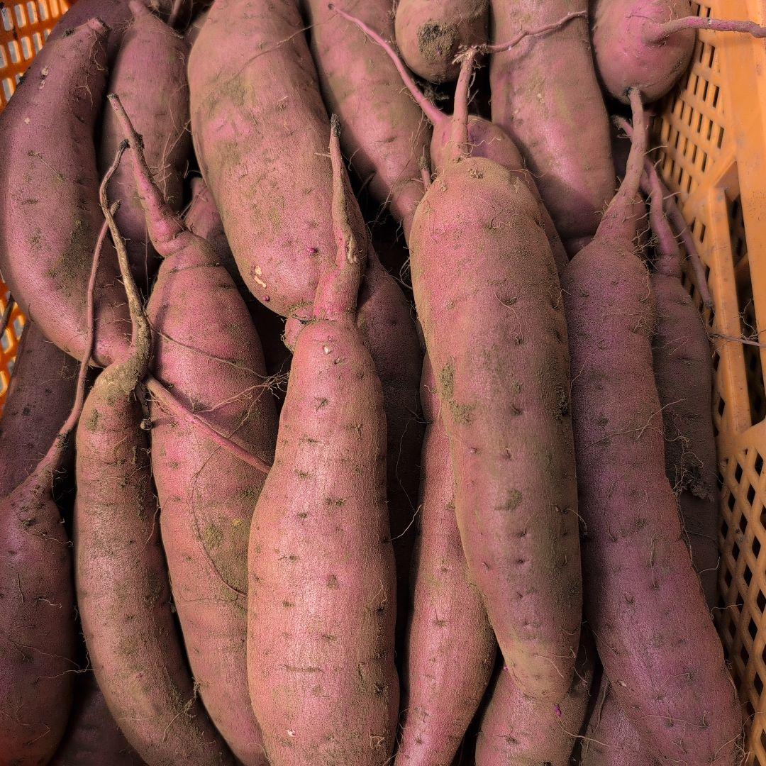 いっぽ　千葉県産　さつまいも　紅はるか　20キロ　優品　M.L