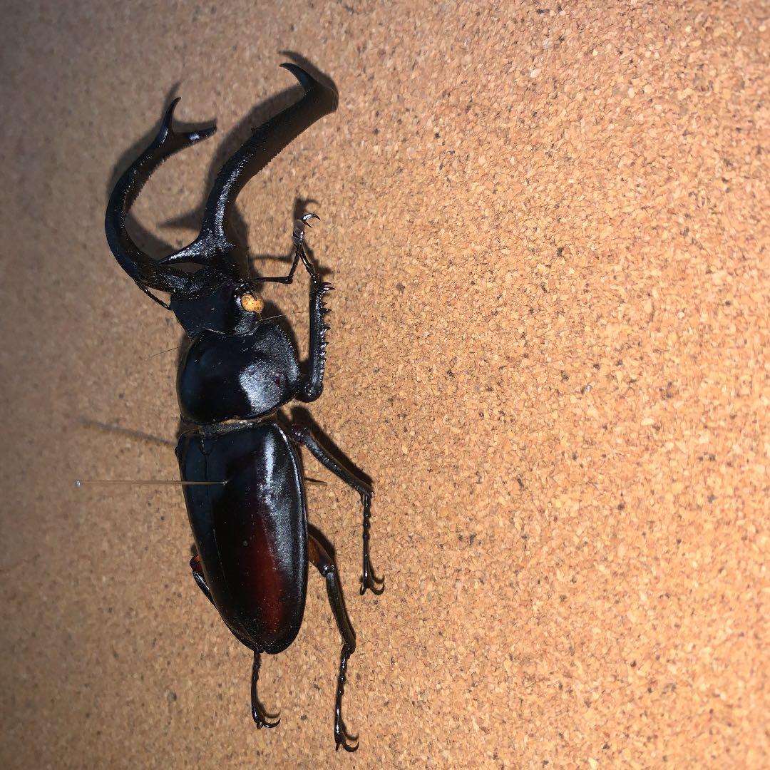 R.ディデエールシカクワガタ　野外品　雄73ミリ