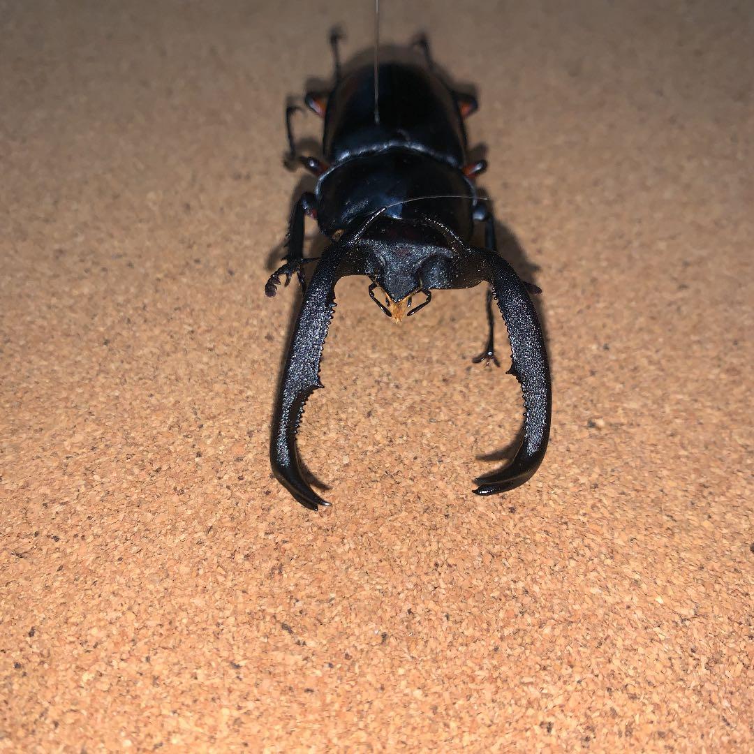 R.ディデエールシカクワガタ　野外品　雄73ミリ