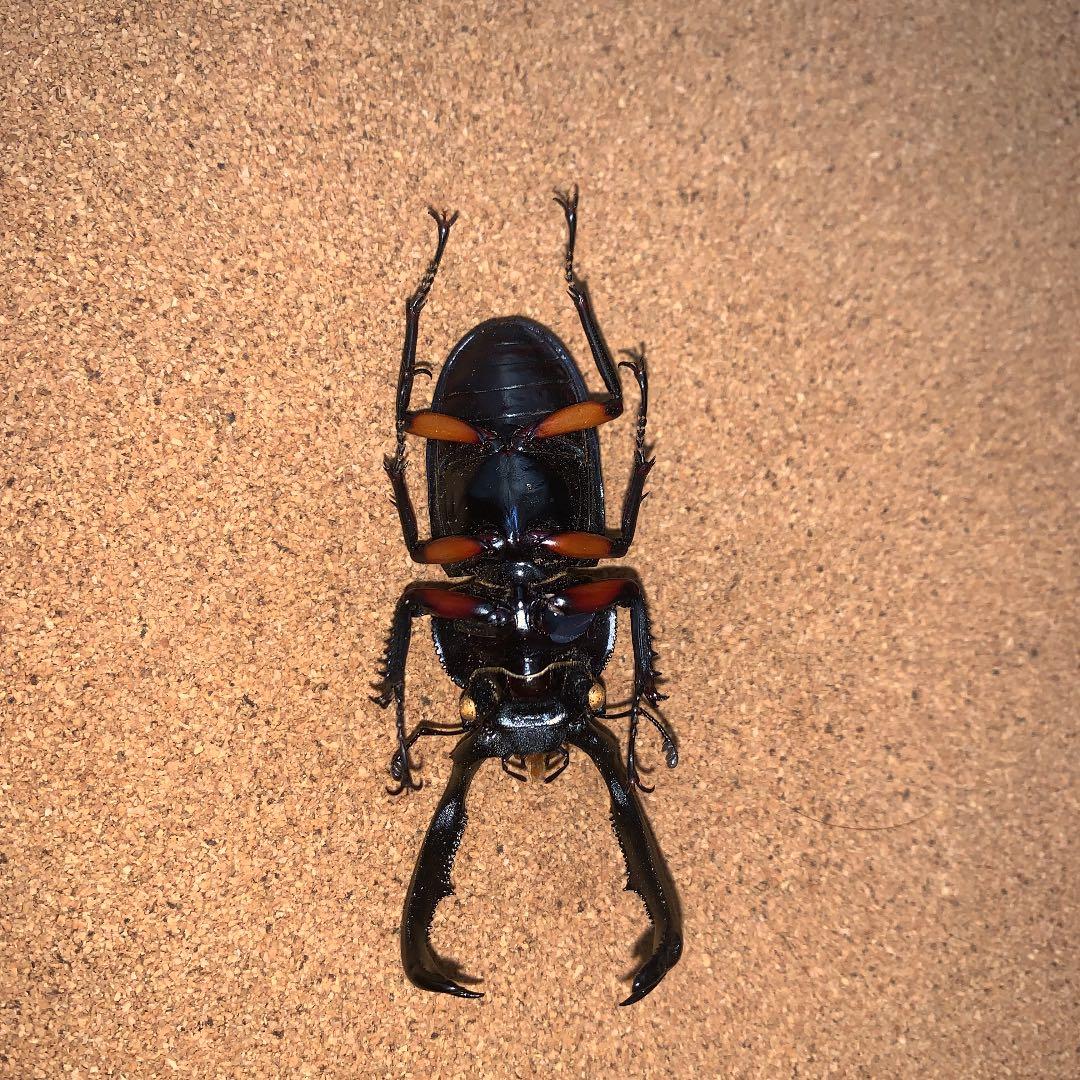 R.ディデエールシカクワガタ　野外品　雄73ミリ