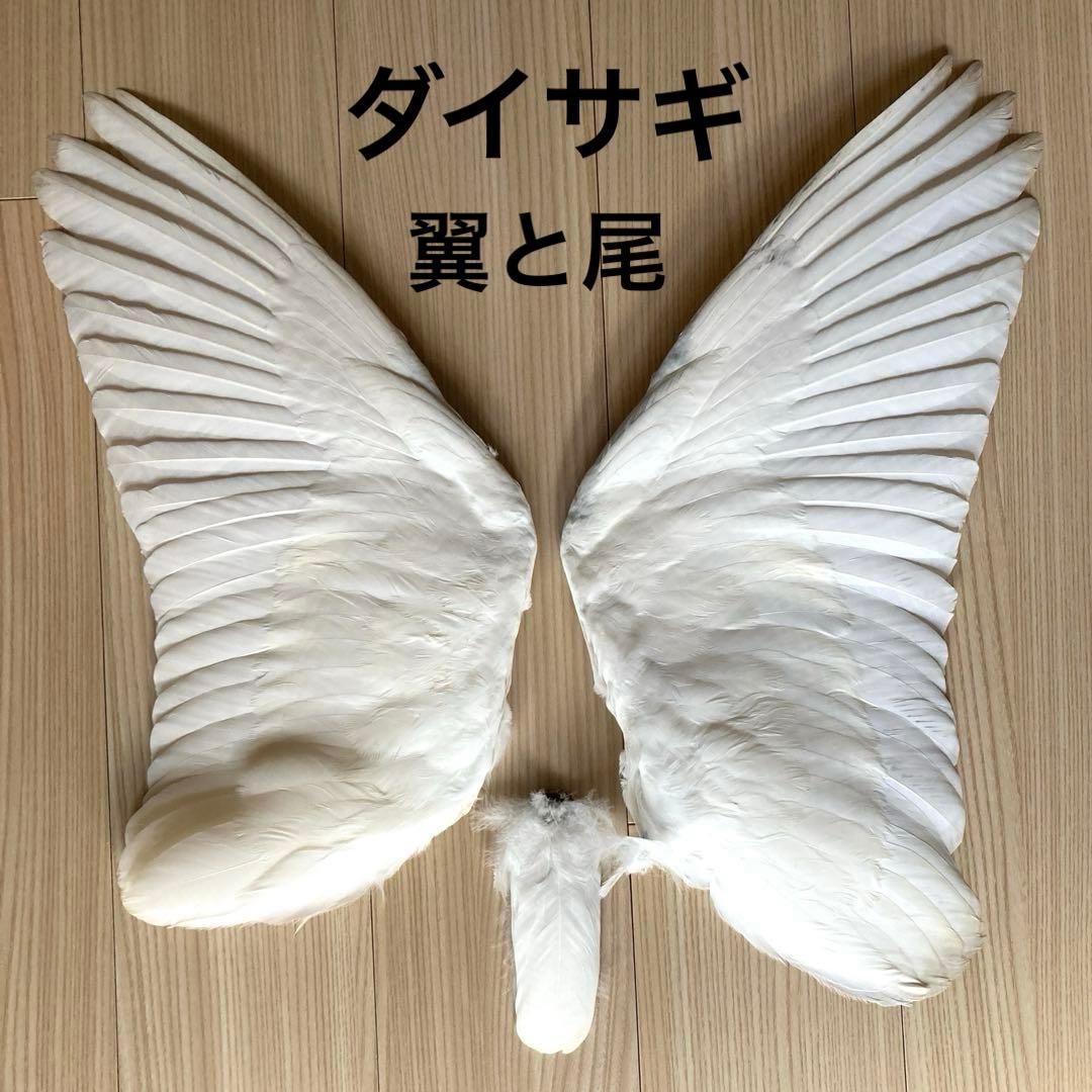 ダイサギの翼標本と尾標本