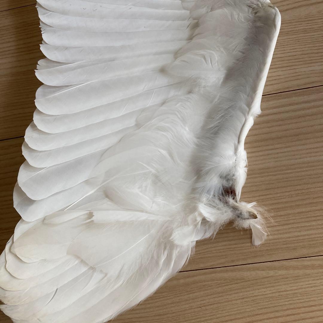 ダイサギの翼標本と尾標本