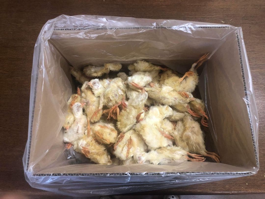 【国産】冷凍ヒヨコ 400羽　ふわふわ鮮度抜群！