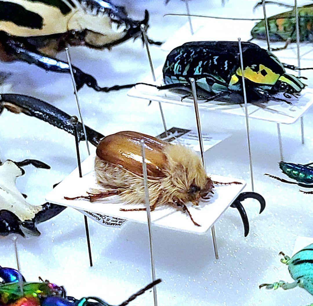 ライオンコガネ　標本