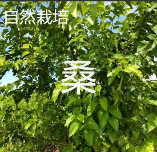 生葉/乾燥葉 ★セミオーダーページ★ ウサギ ハムスター リクガメ さん他